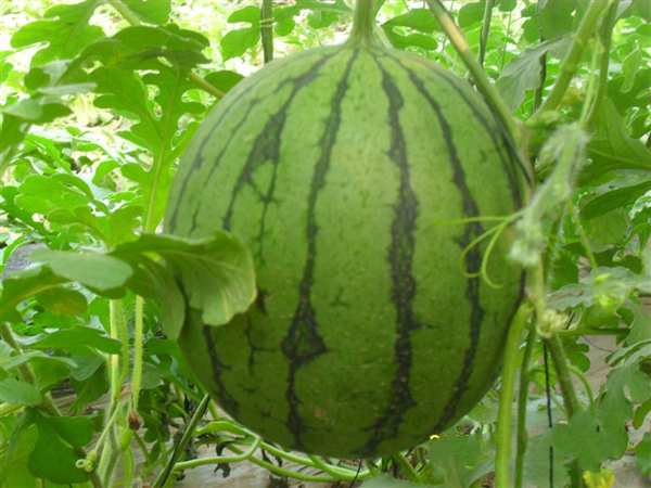 Watermelon (small Huang Ling)