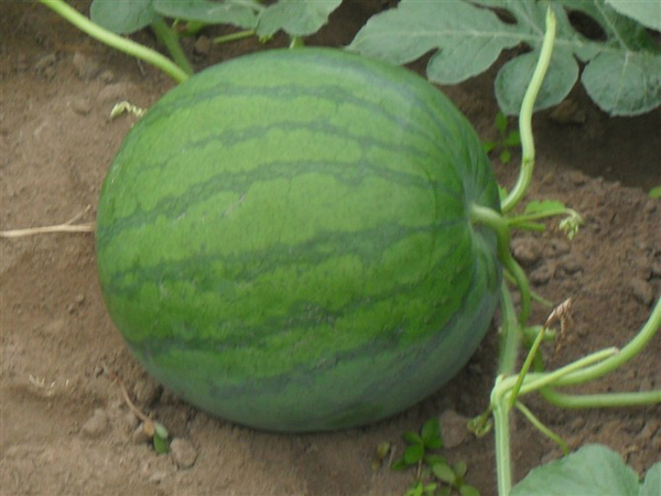 Watermelon (seedless An anti-One)