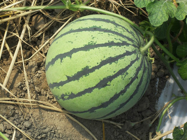 Watermelon (small Jialing)