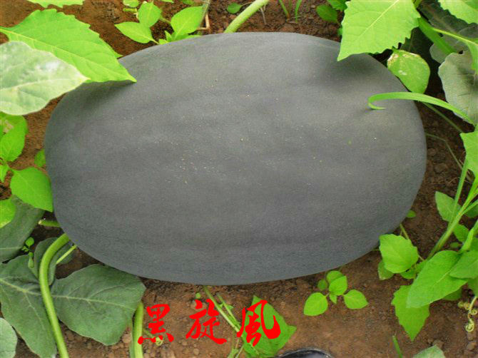 Watermelon (Black Whirlwind)