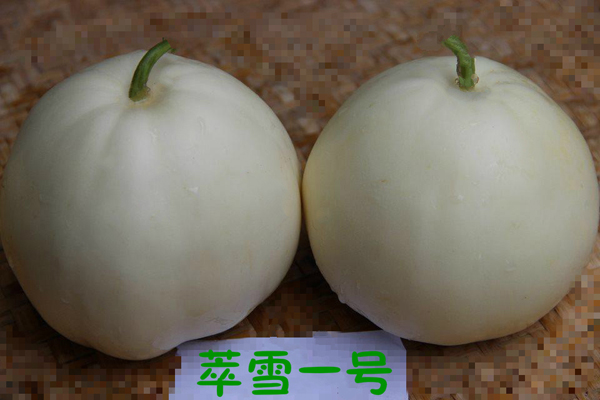 Melon (Sui snow One)