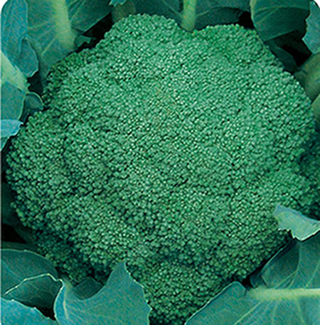 Cauliflower (TH-L72)