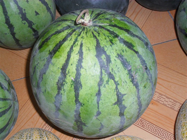 watermelon