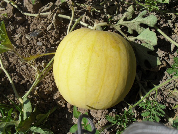 melon