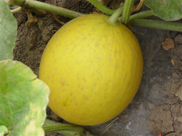 melon