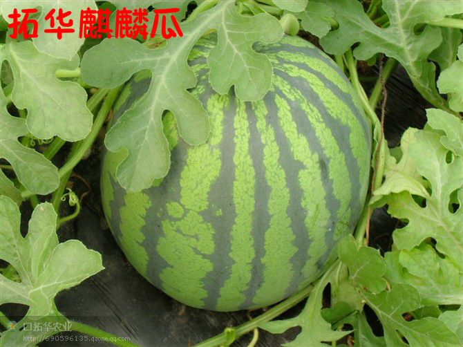 Variety: Unicorn Fruit   麒麟瓜