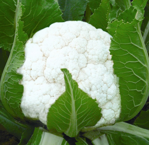 cauliflower