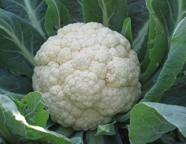 cauliflower