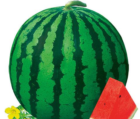 Rio Hua Unicorn melon